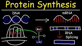 Transcription and Translation  Protein Synthesis From DNA  Biology [upl. by Berkly]