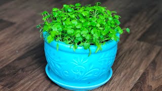 How to Grow Coriander in a containerpot at home  How to grow Cilantro indoors  Kitchen gardening [upl. by Marley]