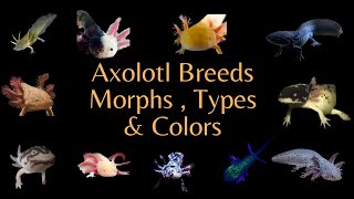 All the Axolotl Breeds  Colors amp Morphs  Videos [upl. by Dnalyram]