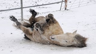 Horses Playing in Snow [upl. by Caia]