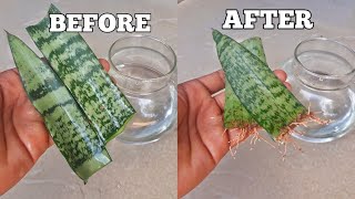 How to grow snake plant from cutting in water [upl. by Ecirum]