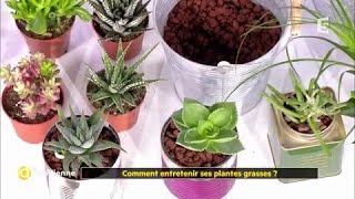 Comment entretenir ses plantes grasses [upl. by Alistair607]