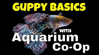 The Basics for Keeping and Breeding Guppies  Aquarium CoOp Highlights [upl. by Yenffit]