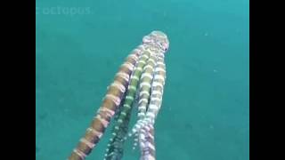 Mimic Octopus Can Imitate 15 Different Animals  Azula [upl. by Skurnik]