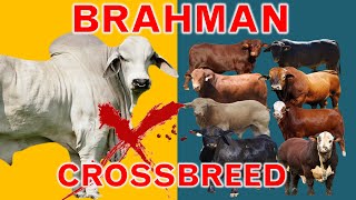 Brahman The King of Crossbreeding  The 8 Popular Brahman Crossbreeds  Bos Inducus X Bos Taurus [upl. by Heloise686]