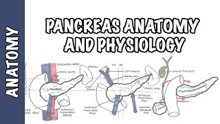 Pancreas Clinical Anatomy and Physiology [upl. by Boelter]