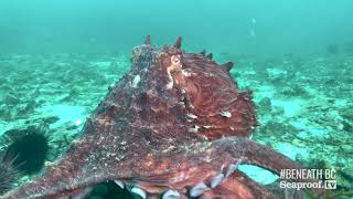 Giant Pacific Octopus Encountering Divers [upl. by Urion661]