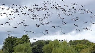 Lapwing Flying [upl. by Arahk492]