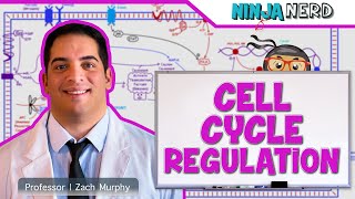 Cell Biology  Cell Cycle Regulation [upl. by Ivie981]