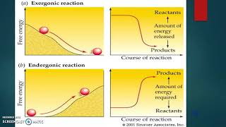 Unit 2 Endergonic amp Exergonic Reactions [upl. by Sharon]