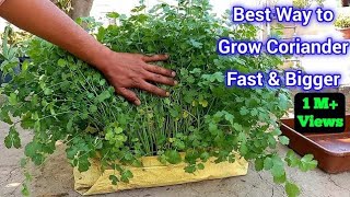 Coriander Planting  Growing  At Home  How To Grow Coriander  Growing Season  Time  Tips [upl. by Ycart]