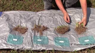 Part 2 Improving Mature Bahiagrass Quality with Grazing Management [upl. by Rianon]