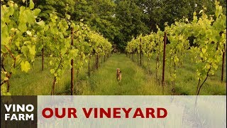 Our Vineyard Story  A Dream Meets Reality [upl. by Annam29]