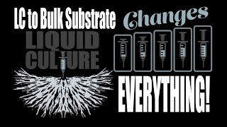 Liquid Culture Inoculation of Bulk Substrate is Possible [upl. by Gunzburg]