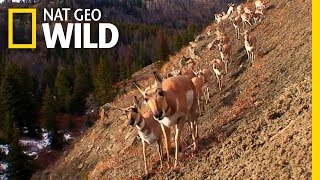 Pronghorn Face Modern Challenges  Nat Geo Wild [upl. by Avie]