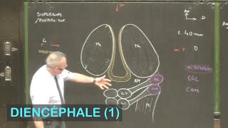 Anatomie du diencéphale 1 Neuroanatomie 6 [upl. by Balduin]