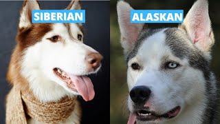 Siberian vs Alaskan Husky  Five Main Differences [upl. by Atiras]