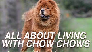 ALL ABOUT LIVING WITH CHOW CHOW DOG [upl. by Gertruda]