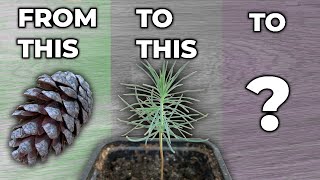 Growing A Pine Tree In A Pot  Part 1 [upl. by Johns644]