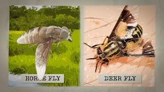 The Biting Truth about Horse Flies [upl. by Akir]