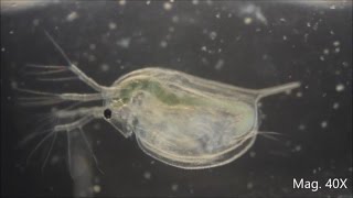 Daphnia magna under the Microscope [upl. by Dupaix]