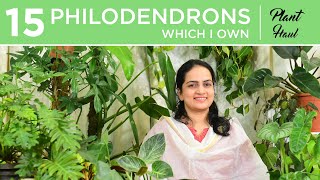 15 Philodendrons I own  Plant Haul  Indoor gardening [upl. by Navis]