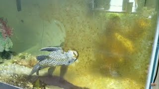 Suckerfish Cleanup Algae Timelapse Plecostomus Fish [upl. by Htehpaj]