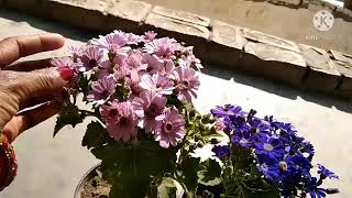 cineraria plant care in pots [upl. by Aleece]