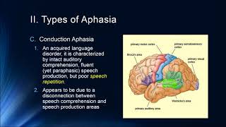 Cognition Lecture 7 4 Brain and Language [upl. by Aehs]