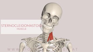 Sternocleidomastoid Muscle 3D Animation [upl. by Harvison]