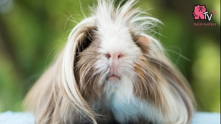 Guinea Pig Breeds [upl. by Sherj]