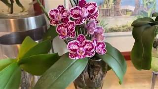 Growing Phalaenopsis in water [upl. by Razaele]