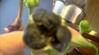 Amaryllis Hippeastrum Seed pod Development and Harvesting [upl. by Cyprio230]