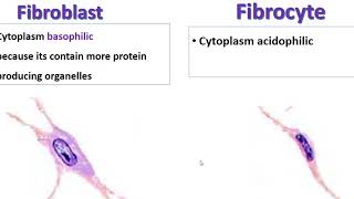 Fibroblast Vs fibrocyte [upl. by Benjie401]