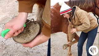 How To Clean A Horses Hooves The Easy Way [upl. by Humfried]