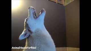 Siberian Husky Howling Compilation [upl. by Revolc]