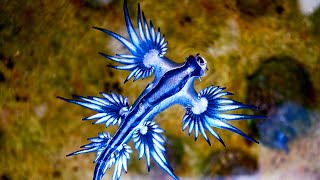 The Blue Sea Dragon  Animal of the Week [upl. by Hackett]