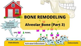 BONE REMODELING  Alveolar Bone Part 3 [upl. by Lamiv]