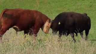 bull fight between Hereford and Black Angus at Elk Creek Ca [upl. by Llig]