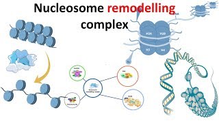 Nucleosome remodeling complex introduction [upl. by Lothair503]