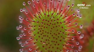 Drosera A magical plant that hunts insects CCTV English [upl. by Fiedler]