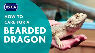 How to care for a bearded dragon [upl. by Einnep2]