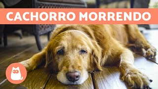 CACHORRO MORRENDO 5 sintomas para ficar atento [upl. by Baun657]