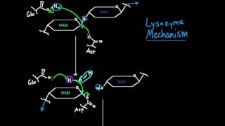 Lysozyme Mechanism [upl. by Hardy268]