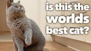 British Shorthair Cat Review after 5 years The worlds best cat OFFICIAL VIDEO [upl. by Seniag]