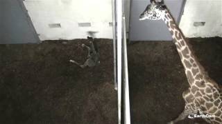 Live Giraffe Birth at The Greenville Zoo [upl. by Enoch]