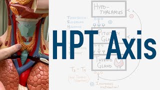 HPT Axis Feedback Loop  Hypothalamus Pituitary Thyroid [upl. by Ylrad]