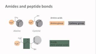 Biochemistry 13 Common linking bonds in biomolecules [upl. by Rhiana]