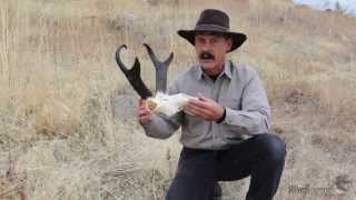 quotNorth American Pronghorn Antelopequot with Ron Spomer [upl. by Rozelle]