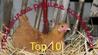 Top 10 des meilleures poules couveuses [upl. by Ahsikam]